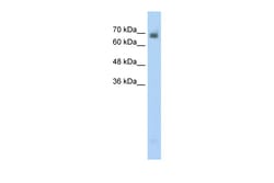 Aviva Systems Biology Corp CRMP1 Antibody - N-terminal region (ARP41932_P050)