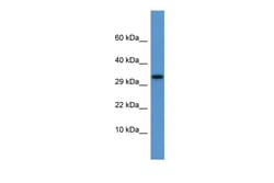 Aviva Systems Biology Corp Apof Antibody - C-terminal region (ARP41961_P050)