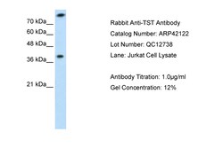 Aviva Systems Biology Corp TST Antibody - middle region (ARP42122_P050)