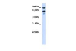 Aviva Systems Biology Corp VGF Antibody - middle region (ARP42127_P050)