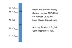 Aviva Systems Biology Corp Slc6a9 Antibody - C-terminal region (ARP42330_P050)