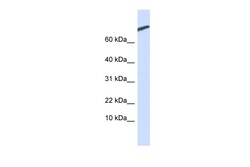 Aviva Systems Biology Corp ARPP21 Antibody - N-terminal region (ARP42463_P050)
