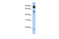 Aviva Systems Biology Corp ZGPAT Antibody - N-terminal region (ARP42679_P050)