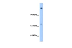 Aviva Systems Biology Corp FAM129A Antibody - N-terminal region (ARP42692_T100)