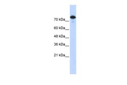 Aviva Systems Biology Corp WWP2 Antibody - middle region (ARP43086_P050)
