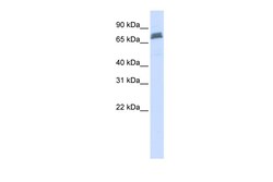 Aviva Systems Biology Corp TRIM45 Antibody - N-terminal region (ARP43330_P050)