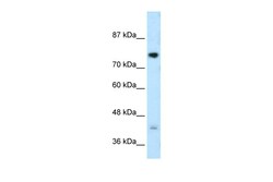 Aviva Systems Biology Corp DCST1 Antibody - C-terminal region (ARP43421_P050)