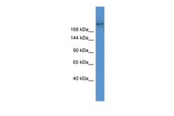 Aviva Systems Biology Corp Abca7 Antibody - middle region (ARP43690_P050)