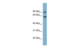 Aviva Systems Biology Corp SLC3A1 Antibody - N-terminal region (ARP43743_P050)
