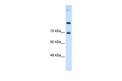 Aviva Systems Biology Corp SLC7A4 Antibody - middle region (ARP43869_P050)