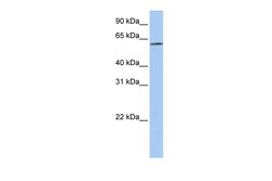 Aviva Systems Biology Corp SLC22A14 Antibody - N-terminal region (ARP43892_P050)