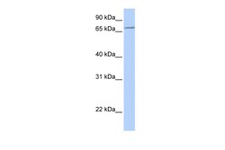 Aviva Systems Biology Corp SLC44A3 Antibody - N-terminal region (ARP44119_P050)