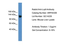 Aviva Systems Biology Corp Lrp8 Antibody - middle region (ARP44306_P050)
