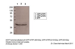 Aviva Systems Biology Corp MTUS1 Antibody - N-terminal region (ARP44418_T100)