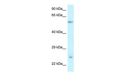 Aviva Systems Biology Corp DERL3 Antibody - middle region (ARP44442_P050)