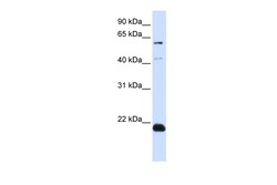Aviva Systems Biology Corp C14orf180 Antibody - N-terminal region (ARP44553_P050)