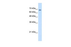 Aviva Systems Biology Corp TM9SF1 Antibody - middle region (ARP44685_T100)