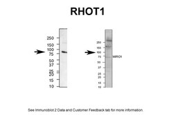 Aviva Systems Biology Corp RHOT1 Antibody - N-terminal region (ARP44817_P050)