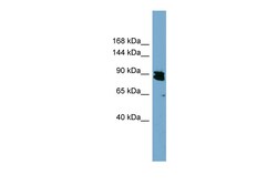 Aviva Systems Biology Corp KIAA0317 Antibody - N-terminal region (ARP44874_P050)