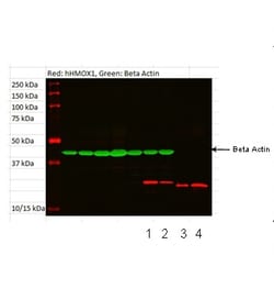 Aviva Systems Biology Corp HMOX1 Antibody - N-terminal region (ARP45222_P050)