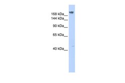 Aviva Systems Biology Corp DYSF Antibody - middle region (ARP45479_P050)