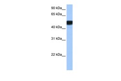 Aviva Systems Biology Corp HNF4G Antibody - N-terminal region (ARP45615_P050)