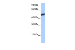 Aviva Systems Biology Corp HNF4G Antibody - C-terminal region (ARP45616_P050)