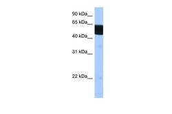 Aviva Systems Biology Corp RXRB Antibody - N-terminal region (ARP45637_P050)