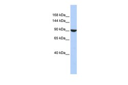 Aviva Systems Biology Corp PWP2 Antibody - middle region (ARP45822_P050)