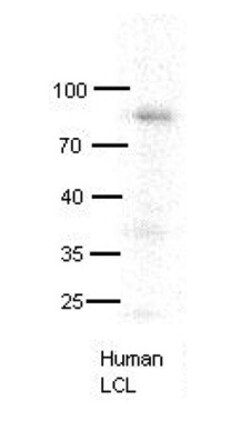Aviva Systems Biology Corp MX1 Antibody - C-terminal region (ARP46077_P050)