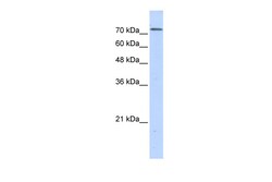Aviva Systems Biology Corp BOP1 Antibody - N-terminal region (ARP46225_P050)