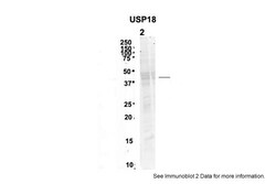 Aviva Systems Biology Corp USP18 Antibody - N-terminal region (ARP46253_P050)