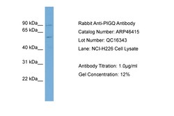 Aviva Systems Biology Corp PIGQ Antibody - N-terminal region (ARP46415_P050)