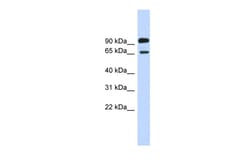 Aviva Systems Biology Corp LARGE1 Antibody - middle region (ARP46489_P050)