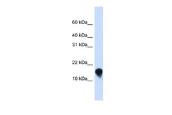 Aviva Systems Biology Corp FXYD1 Antibody - N-terminal region (ARP46562_P050)
