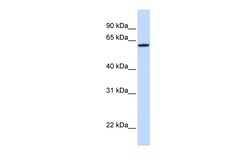 Aviva Systems Biology Corp DGCR2 Antibody - middle region (ARP46576_P050)