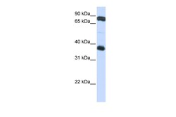 Aviva Systems Biology Corp GP6 Antibody - middle region (ARP47248_P050)
