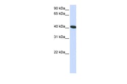 Aviva Systems Biology Corp C1orf159 Antibody - C-terminal region (ARP47374_P050)