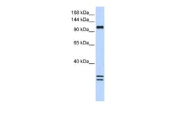Aviva Systems Biology Corp NCKAP1L Antibody - C-terminal region (ARP47586_P050)