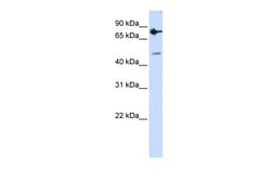 Aviva Systems Biology Corp ZNF483 Antibody - N-terminal region (ARP47708_P050)