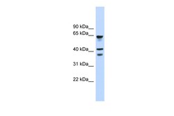 Aviva Systems Biology Corp GPR27 Antibody - middle region (ARP47954_P050)