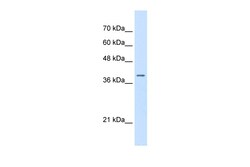 Aviva Systems Biology Corp STRAP Antibody - N-terminal region (ARP48038_P050)