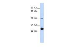 Aviva Systems Biology Corp SELENOS Antibody - middle region (ARP48082_P050)