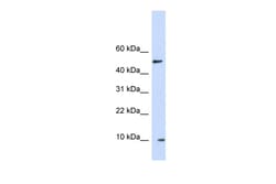 Aviva Systems Biology Corp ERH Antibody - middle region (ARP48260_P050)