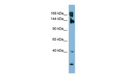 Aviva Systems Biology Corp WNK3 Antibody - N-terminal region (ARP48493_P050)