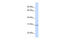 Aviva Systems Biology Corp DCI Antibody - N-terminal region (ARP48556_P050)