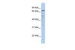 Aviva Systems Biology Corp GMPS Antibody - middle region (ARP48619_P050)