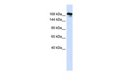 Aviva Systems Biology Corp RSF1 Antibody - middle region (ARP48794_P050)