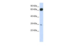 Aviva Systems Biology Corp PRTFDC1 Antibody - N-terminal region (ARP48853_P050)
