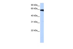 Aviva Systems Biology Corp PIGW Antibody - middle region (ARP49147_P050)